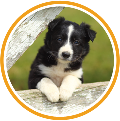 Border Collie Puppy